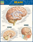 Brain Cover Image