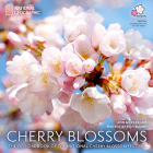 Cherry Blossoms: The Official Book of the National Cherry Blossom Festival By Ann McClellan Cover Image