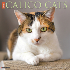 Just Calico Cats 2023 Wall Calendar By Willow Creek Press Cover Image