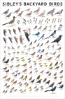 Sibley's Backyard Birds: Western North America By David Allen Sibley Cover Image