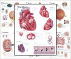 Body Organ Wall Chart Set of 7 Cover Image