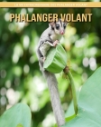 Phalanger Volant: La Vie Extraordinaire des Phalanger Volant Cover Image