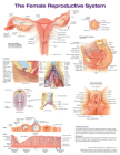 The Female Reproductive System Anatomical Chart Cover Image