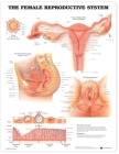 The Female Reproductive System Anatomical Chart By Anatomical Chart Company (Prepared for publication by) Cover Image
