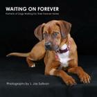Waiting On Forever: Portraits of Dogs Waiting For Their Forever Home By J. Jay Sullivan Cover Image