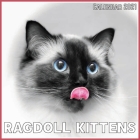 Ragdoll Kittens Calendar 2021: Official Ragdoll Kittens Calendar 2021, 12 Months By Classic Art Fabric Cover Image