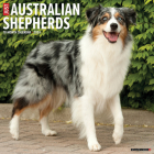 Just Australian Shepherds 2024 12 X 12 Wall Calendar By Willow Creek Press Cover Image