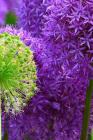 Blossoms: Alliums Are Hardy Bulbs That Produce Dramatic Balls of Purple, Blue, Yellow or Pink Flowers Atop Stiff, Upright Stems. By Planners and Journals Cover Image