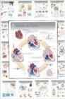 Physiology Wall Charts Set of 20 By Various Cover Image