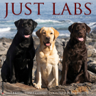 Just Labs 2024 12 X 12 Wall Calendar By Willow Creek Press Cover Image