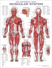 The Anatomical Male Muscular System Anatomical Chart Cover Image