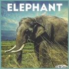 Elephant Wall Calendar 2021: Official Elephant Calendar 2021 By New Year 2021 Calendars Cover Image