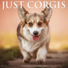 Just Corgis 2024 12 X 12 Wall Calendar By Willow Creek Press Cover Image