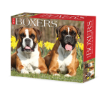 Boxers 2024 6.2 X 5.4 Box Calendar By Willow Creek Press Cover Image