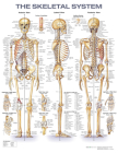 The Skeletal System Anatomical Chart Cover Image