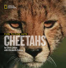 Face to Face With Cheetahs (Face to Face with Animals) By Chris Johns, Elizabeth Carney Cover Image