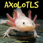Axolotls 2024 12 X 12 Wall Calendar By Willow Creek Press Cover Image
