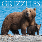 Grizzlies 2025 12 X 12 Wall Calendar By Willow Creek Press Cover Image