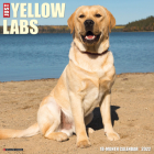 Just Yellow Labs 2022 Wall Calendar (Labrador Retriever Dog Breed) Cover Image