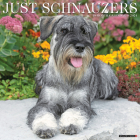 Just Schnauzers 2024 12 X 12 Wall Calendar By Willow Creek Press Cover Image