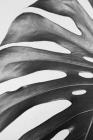 Notebook: for black and white photography lover, monstera close-up By Mona's Marble Cover Image