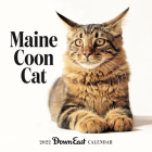 2022 Maine Coon Cat Wall Calendar By Down East Cover Image