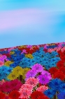 Mindbook: Oh my bottle flower field By Dawn Avalon Cover Image