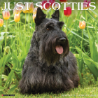 Just Scotties 2024 12 X 12 Wall Calendar By Willow Creek Press Cover Image