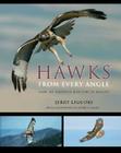 Hawks from Every Angle: How to Identify Raptors in Flight Cover Image