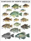 Sunfishes of North America Cover Image