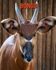 Bongo: Beautiful Pictures & Interesting Facts Children Book About Bongo Cover Image