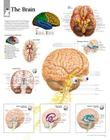 The Brain Chart: Wall Chart Cover Image