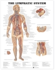 The Lymphatic System Anatomical Chart Cover Image