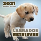 Labrador Retriever 2021 Mini Wall Calendar Cover Image