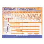 Prenatal Development Anatomical Chart By Anatomical Chart Company (Prepared for publication by) Cover Image