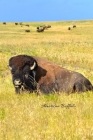 American Buffalo: On The Prairie By Tara Pearl Cover Image