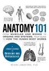 Anatomy 101: From Muscles and Bones to Organs and Systems, Your Guide to How the Human Body Works (Adams 101 Series) By Kevin Langford Cover Image