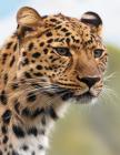 Leopard Notebook: 8.5 X 11 202 College Ruled Pages By College Notebooks Cover Image