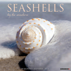 Seashells 2024 12 X 12 Wall Calendar By Willow Creek Press Cover Image
