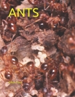 Ants By Allen Paul Cover Image