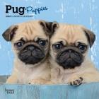 Pug Puppies 2020 Mini 7x7 Cover Image