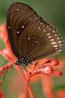 Striped Core Butterfly: The Common Crow Is a Glossy-Black Butterfly with Brown Undersides with White Markings By Planners and Journals Cover Image