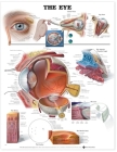 The Eye Anatomical Chart Cover Image