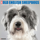 Just Old English Sheepdogs 2025 12 X 12 Wall Calendar By Willow Creek Press Cover Image