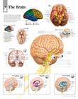 The Brain Chart: Laminated Wall Chart Cover Image
