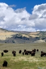 American Buffalo: Wyoming By Tara Pearl Cover Image