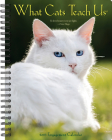 What Cats Teach Us 2023 Engagement Calendar By Willow Creek Press Cover Image