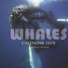 Whales Calendar 2019: 16 Month Calendar By Mason Landon Cover Image