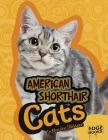American Shorthair Cats (All about Cats) By Joanne Mattern Cover Image
