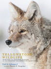 Yellowstone Wildlife: Ecology and Natural History of the Greater Yellowstone Ecosystem Cover Image